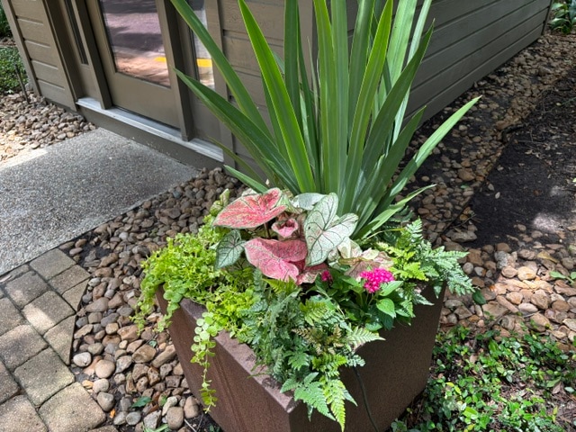 A rectangular planter by a building entrance combining pink and white caladiums, spiky variegated foliage, ferns, and trailing creeping jenny