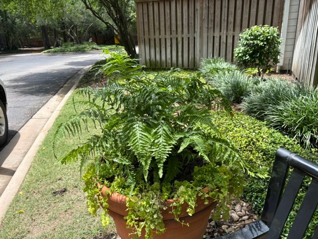 A terracotta pot planted with a full Boston fern and trailing creeping jenny at the curb