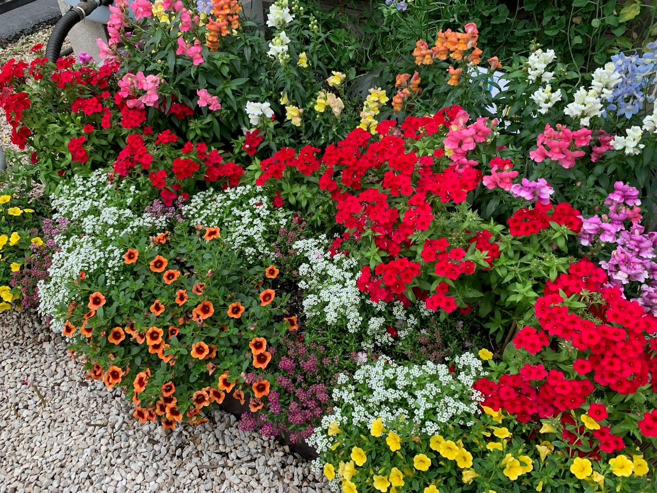 A mixed annual bed with varied foliage textures and bloom colors set within a gravel surround