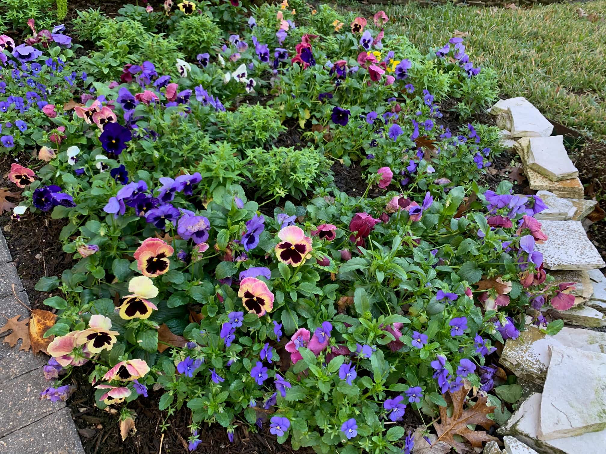 A large-scale mass planting of richly colored pansies covering an open bed