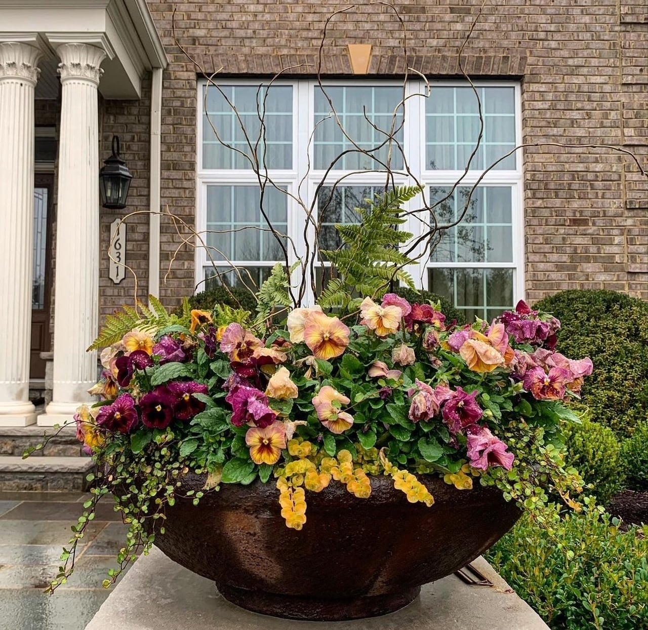 A tall decorative urn with curly willow branches arching above compact winter foliage